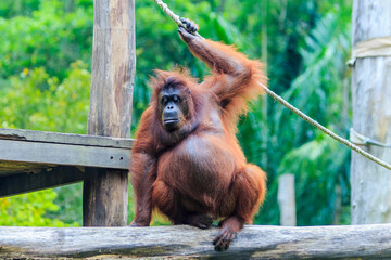 Naklejka premium orangutans or pongo pygmaeus is the only asian great found on the island of Borneo and Sumatra
