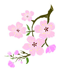 Branch of Cherry blossom on white.Vector illustration Sakura Flower,Nice Peach blossom isolated vector.Japanese floral.