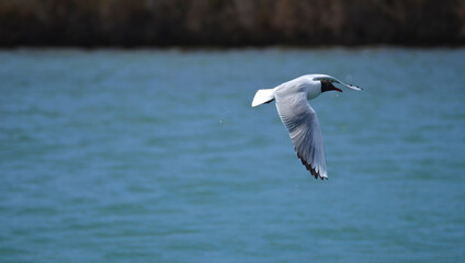 Fototapeta na wymiar A seagull flying over the sea