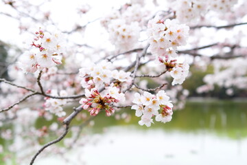 明石公園、剛の池の桜が開花。