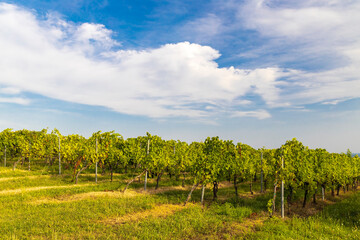Fototapeta na wymiar Vineyards near Villany, Baranya, Southern Hungary