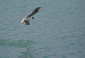 A seagull flying over the sea