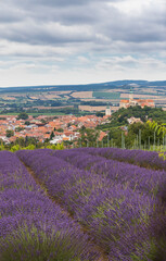 Fototapeta na wymiar South Moravian town of Mikulov with the lavender field in Czech Republic
