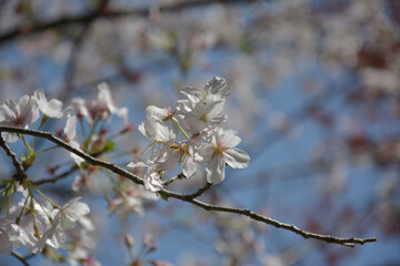 groups of white pink sakura blossom on the branch in sunny day