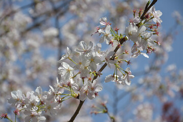 a branch of white sakura blossoms in sunny afternoon in the park