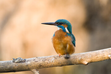 Eisvogel / Kingfisher