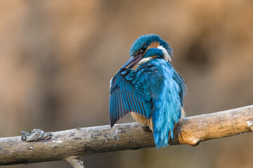 Eisvogel / Kingfisher