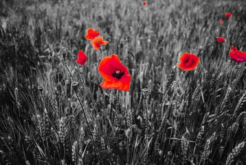 Zelfklevend Fotobehang Black and white poppy field background with bloody flowers  © Olha Cheverda