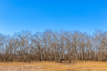 Obraz premium Steppe field with birch trees and clear blue sky background photo with copy space