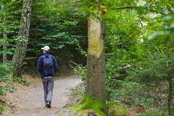 Wald bewundern - Sächsische Schweiz