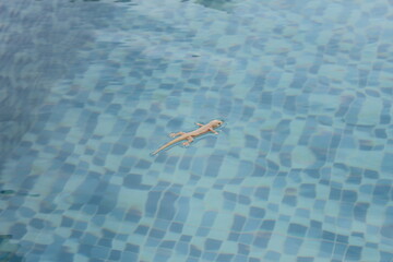 
A lizard floating on the pool water.