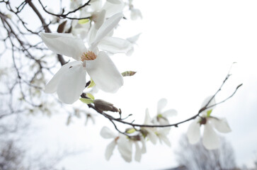 白いコブシの花が咲き出す