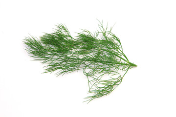 Green stem and leaf of dill photographed in studio isolated on white background