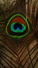 Obraz premium peacock feather close up