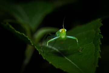 Green katydid or bush cricket on a leaf. Insects of central America, Costa Rica. Macro photography.
