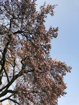 Magnolienbl&uuml;te an einem Magnolienbaum