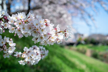川沿いの満開のソメイヨシノ