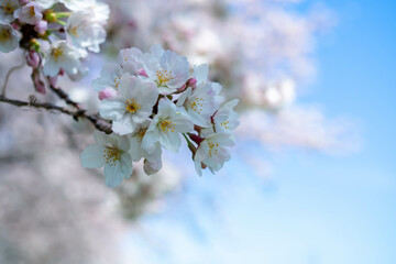 青空と満開のソメイヨシノ