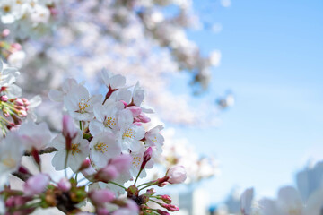 青空と満開のソメイヨシノ