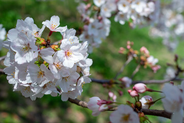 満開のソメイヨシノのクローズアップ