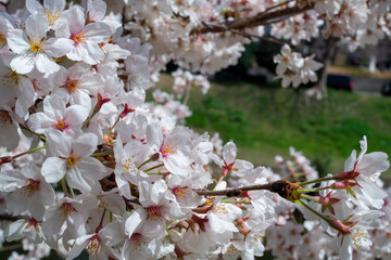 満開のソメイヨシノのクローズアップ