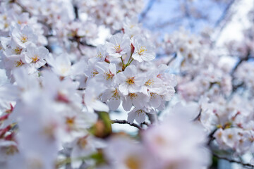 青空と満開のソメイヨシノ