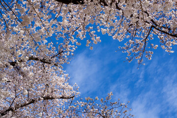 青空と満開の桜