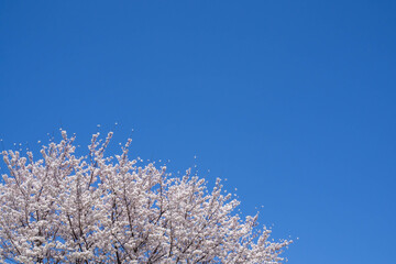 青空と満開の桜