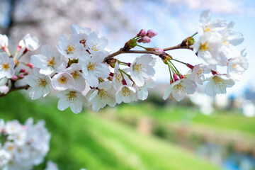 Obraz premium 川沿いの満開のソメイヨシノ