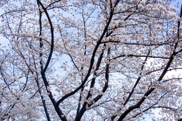 青空と満開の桜