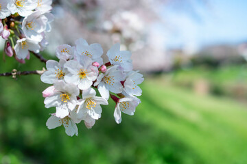 Fototapeta premium 川沿いの満開のソメイヨシノ