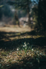 snowdrops in cream color Ukraine Carpathians, flowers in the forest