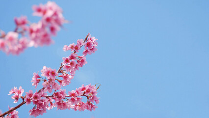 landscape of beautiful cherry blossom, pink Sakura flower branch against background of blue sky at Japan and Korea during spring season with copy space for springtime banner