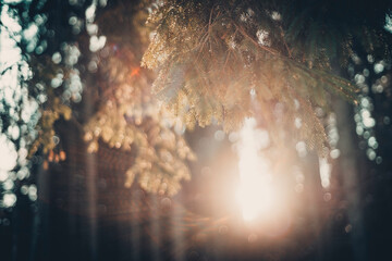 beautiful bokeh from the sun in the forest