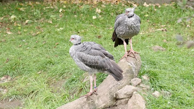 Southern screamers (Chauna torquata), also known as the crested screamer.