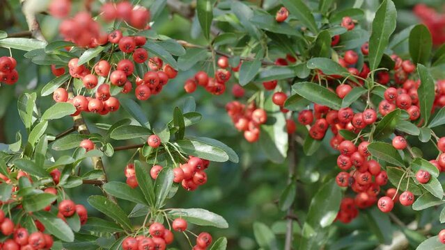 Firethorn berries. Pyracantha coccinea scarlet firethorn ornamental shrub, rosaceae evergreen shrub.