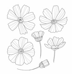 Flowers illustration set drawn by line
