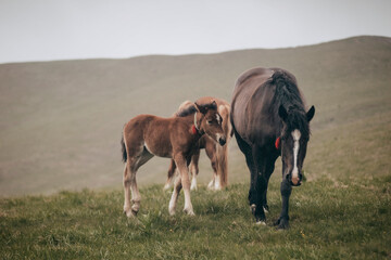 a small horse with a red bandage, and a family of karpaty ukraine