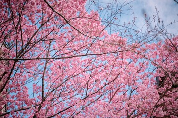 pink cherry blossom