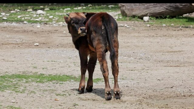 Baby Aurochs, Heck cattle, Bos primigenius taurus, claimed to resemble the extinct aurochs. Domestic highland cattle