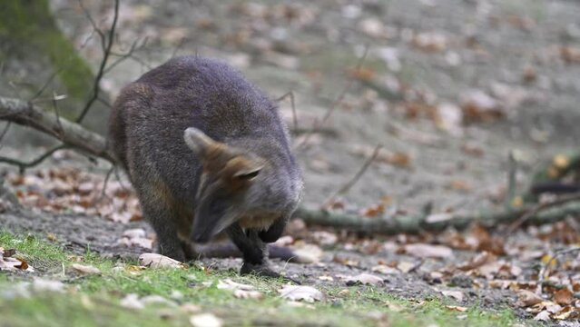 Swamp Wallaby, Wallabia bicolor. Known as the black wallaby