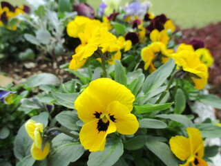 色鮮やかなパンジーなどが植えられた春の花壇