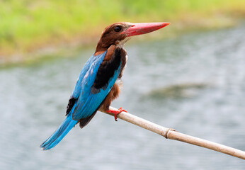 birds on a branch looking at nature streams water