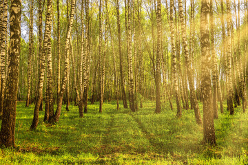 Fototapeta na wymiar Sunset in a birch forest in spring.