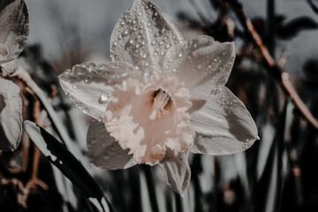 Macroaufnahme von einer Blume mit Wassertropfen nach einem Regenschauer im Frühling  © Kaufi