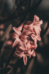 Macroaufnahme von einer Blume mit Wassertropfen nach einem Regenschauer im Frühling  © Kaufi