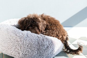 Puppy rests at home. Cute designer breed little dog, yorkshire terrier and poodle mix. Adorable...