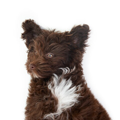 Dog. Funny portrait of cute brown curly puppy. Designer breed pup, mix of Yorkshire terrier and poodle, studio pet portrait isolated on white