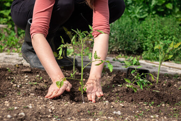 Young Caucasian woman transplanting seedlings, mulching them carefully, and easily crumbling garden soil in the hand.