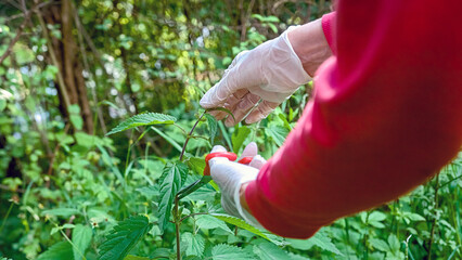 Fototapeta premium Caucasian female mature hands wearing gloves, cutting stinging nettle plant and putting in a wicker basket, handheld shot.